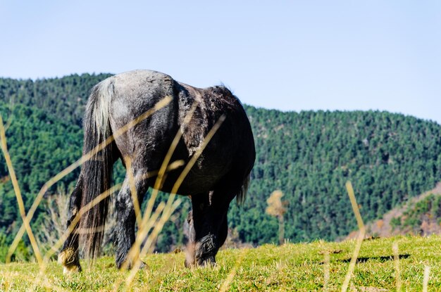 Beau cheval paissant dans les champs verdoyants de Ribes de Freser, Gérone, Espagne