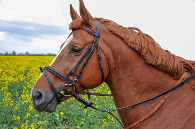 Beau cheval de race pure dans la nature