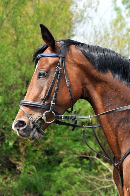 Beau cheval de race pure dans la nature