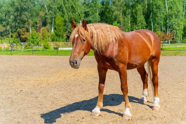 Un beau cheval rouge. La crinière ondulée et épaisse d'un cheval.