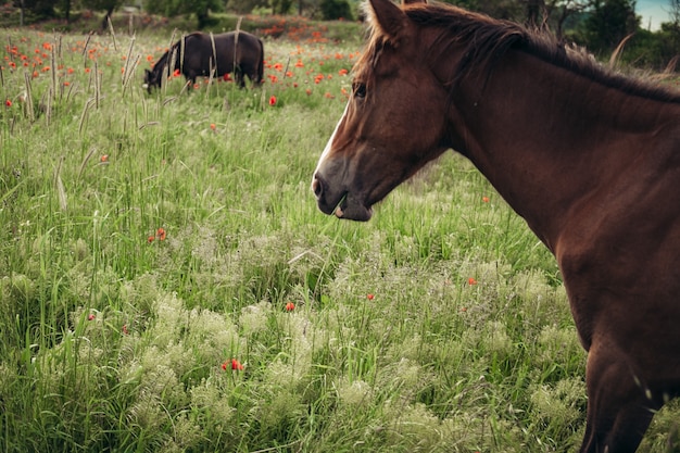 Beau cheval rouge avec une longue crinière noire dans un champ de printemps avec des fleurs de pavot. Cheval paissant sur le pré au lever du soleil. Le cheval marche et mange de l'herbe verte sur le terrain. Beau fond