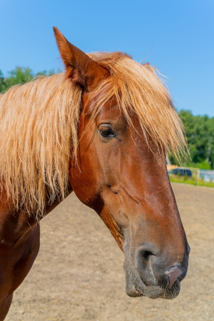 Beau cheval rouge.