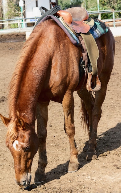 Beau cheval avec une selle dans une ferme