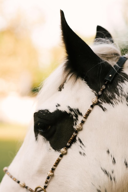 Beau cheval tacheté blanc décoré de perles