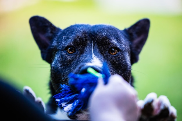 Beau chien akita mutt noir et blanc mixte et croisement