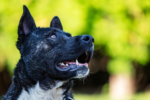 Beau chien akita mutt noir et blanc mixte et croisement