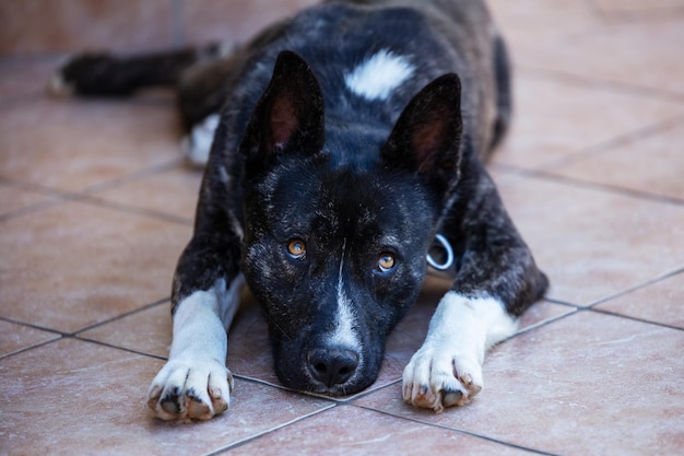 Beau chien akita mutt noir et blanc mixte et croisement