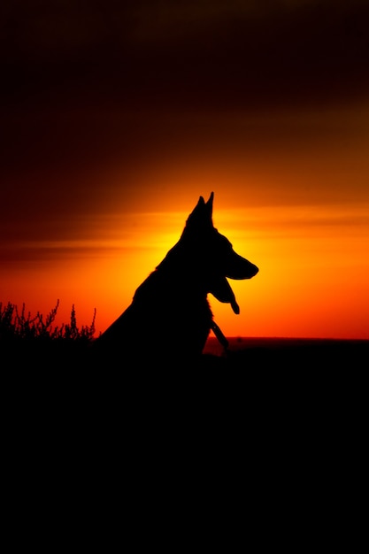 Photo beau chien au lever du soleil avec une silhouette de fond bleu et orange