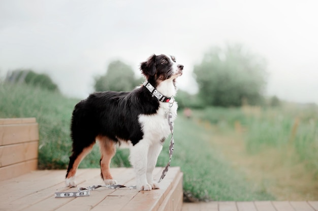 Beau chien australien de berger australien