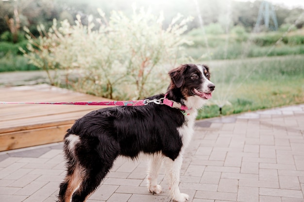 Beau chien australien de berger australien