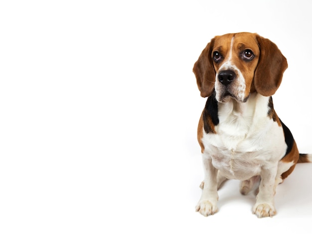 Beau chien beagle américain assis sur un blanc