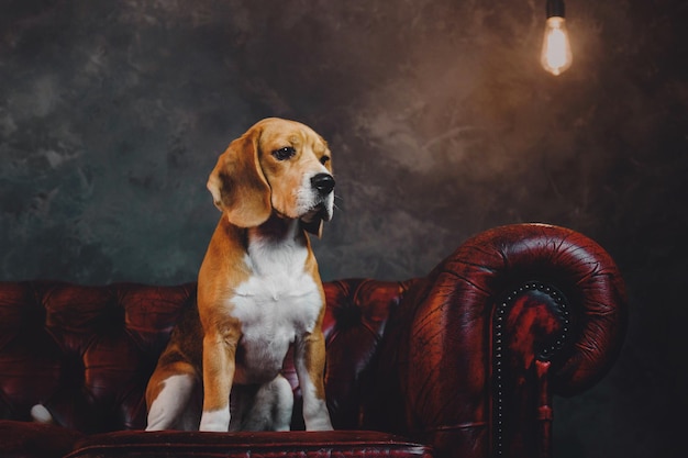 Beau chien beagle assis sur un canapé rouge foncé à l'intérieur du loft