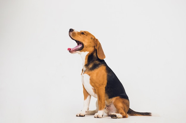 Beau chien beagle isolé sur blanc. jeune chiot