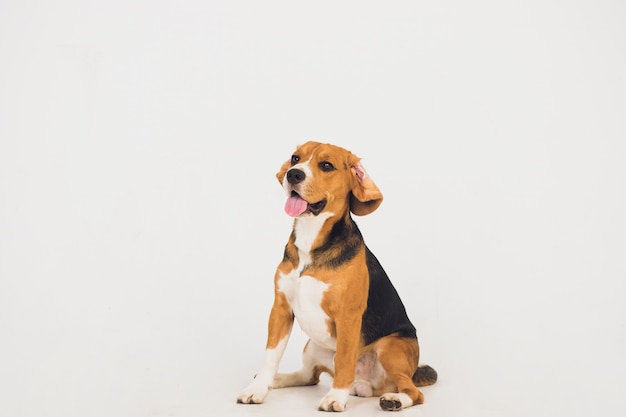 Beau chien beagle isolé sur blanc. jeune chiot