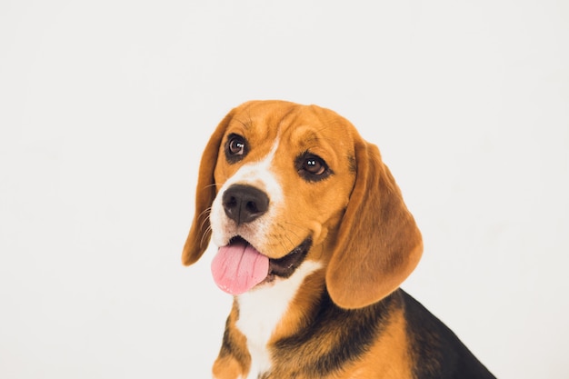 Beau chien beagle isolé sur blanc. jeune chiot