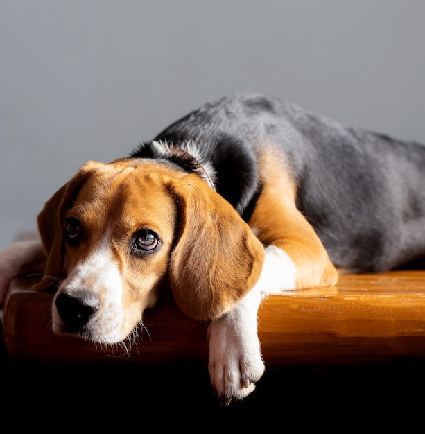 Beau chien beagle isolé sur blanc