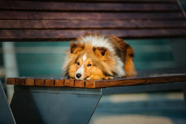 Beau chien de berger de Shetland au matin