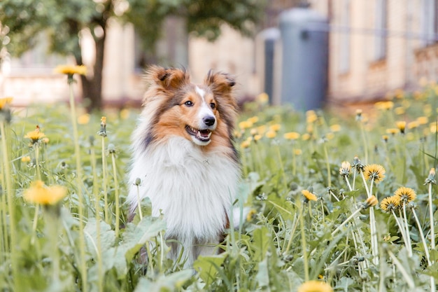 Beau chien de berger Shetland Sheltie dog outdoor