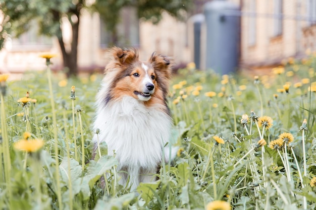 Beau chien de berger Shetland Sheltie dog outdoor