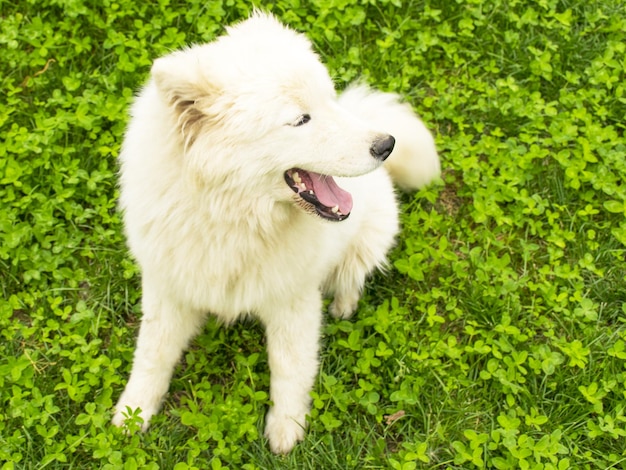 Beau chien blanc pelucheux animal de compagnie joue sur l'herbe