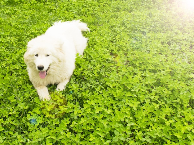 Beau chien blanc pelucheux animal de compagnie joue sur l'herbe