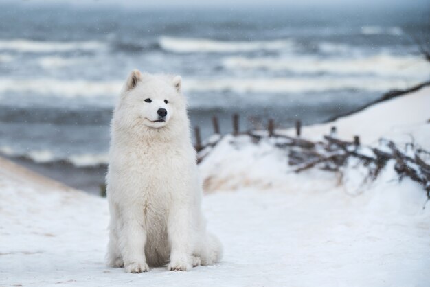 Beau chien blanc Samoyède est sur la plage de la mer de neige en Lettonie