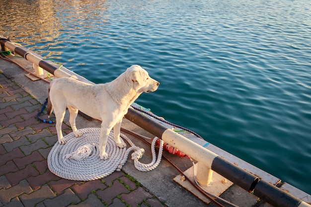 Beau chien blanc se dresse sur la jetée et attend son propriétaire