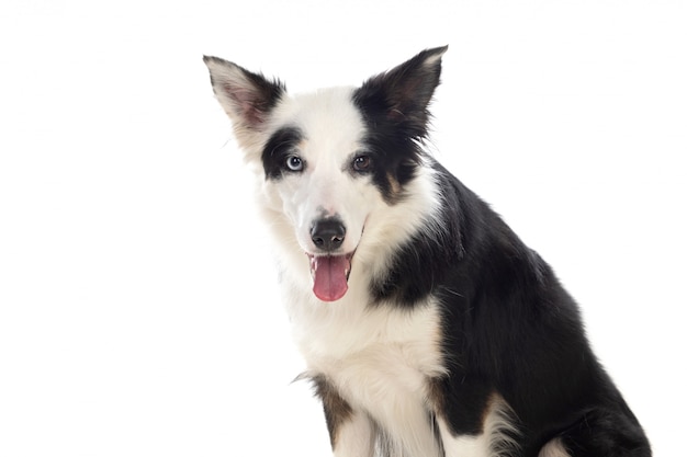 Beau chien Border Collie noir et blanc