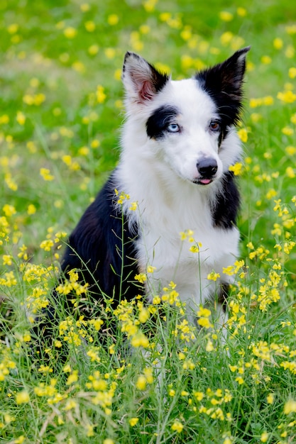 Beau chien Border Collie noir et blanc