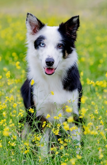 Beau chien Border Collie noir et blanc