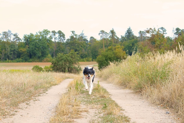 beau chien border collie se promène dans la nature et suit les ordres du propriétaire