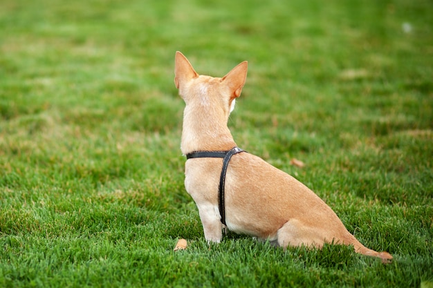 beau chien bouchent la vue arrière. Chien Chihuahua sur une promenade dans le parc en automne. Un chien solitaire est assis dans un parc public, attendant le retour de ses propriétaires. concept d'animaux de compagnie. Marcher avec un chien. Chien assis en g