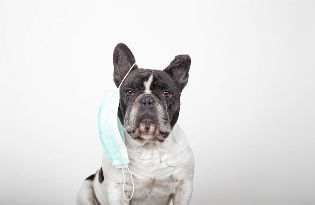 Beau chien bouledogue français avec masque de protection suspendu à une oreille sur fond blanc. Masque de protection contre les virus.