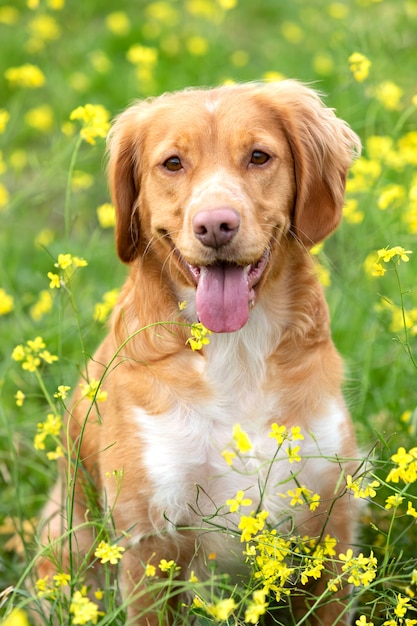 Beau chien breton brun dans un pré