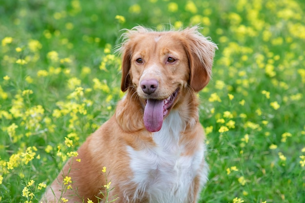 Beau chien breton brun dans un pré