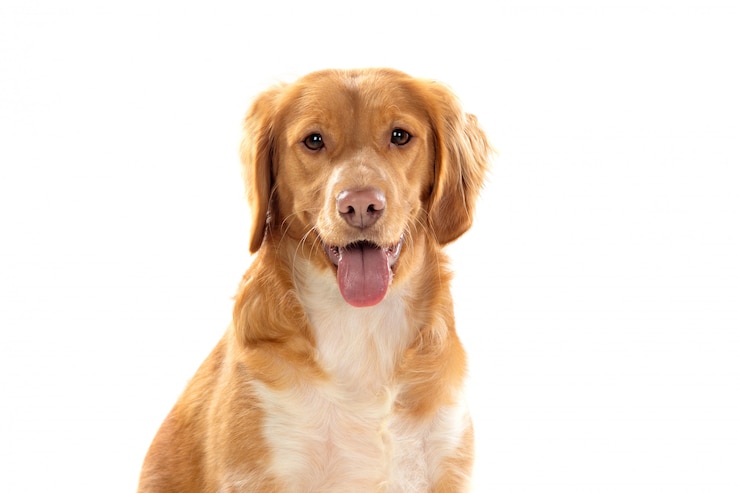 Photo beau chien breton brun