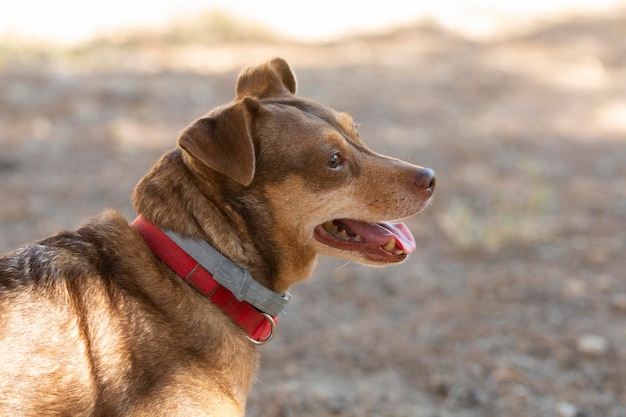 Beau chien brun dans la nature