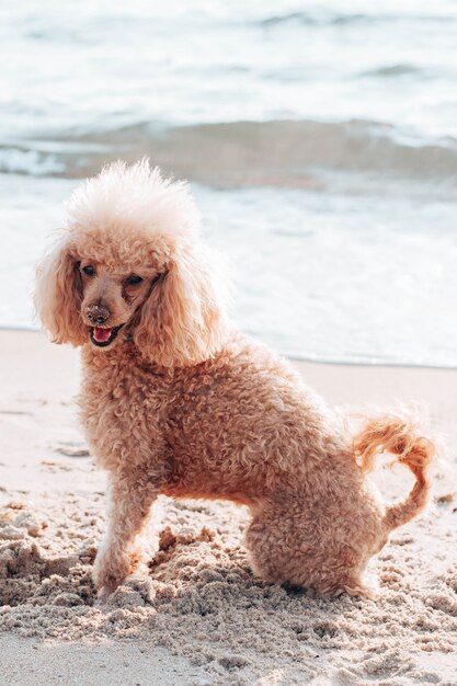 Beau chien caniche de couleur beige est assis sur la plage près de la mer. Vacances et voyages avec des animaux