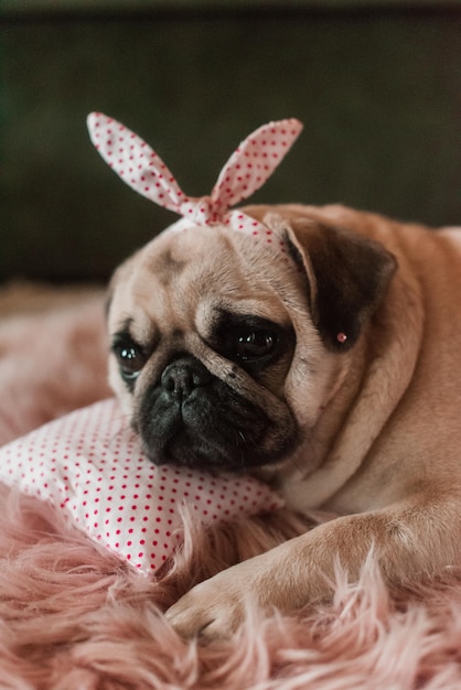 Beau chien carlin mignon gras blanc avec des plaisanteries sur la tête gros plan allongé sur un oreiller de lit de chien rose doux en studio