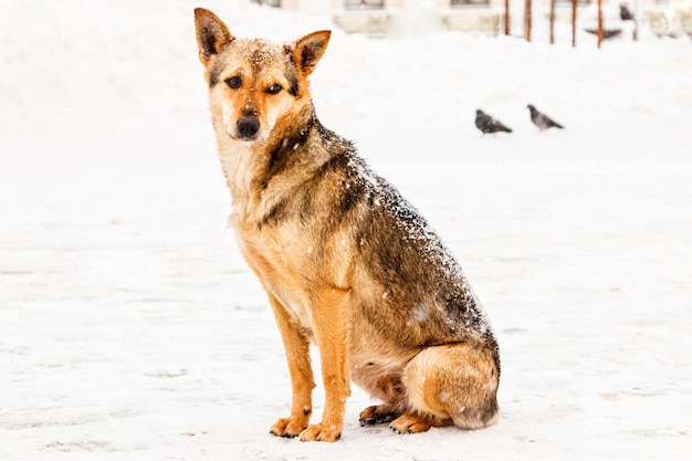 Beau chien de cour rousse sur la neige