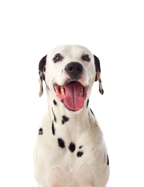 Beau chien dalmatien