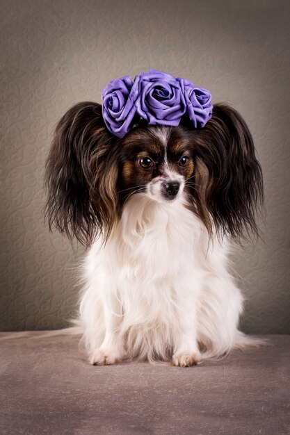 Photo beau chien dans une couronne de roses