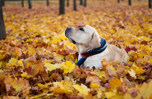 Beau chien dans les feuilles d'automne