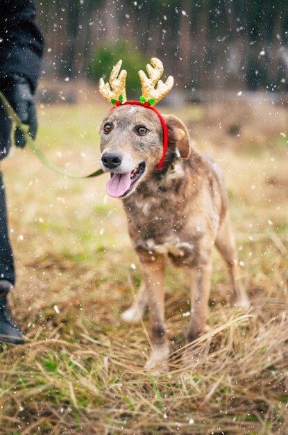 Beau chien drôle heureux joue et s'amuse à l'extérieur