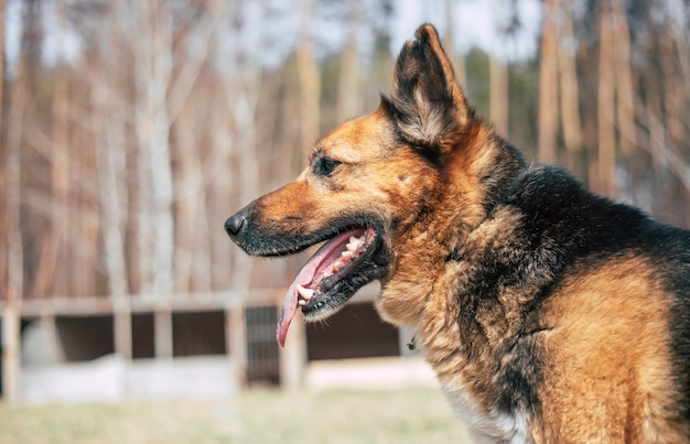 Beau chien drôle heureux joue et s'amuse à l'extérieur