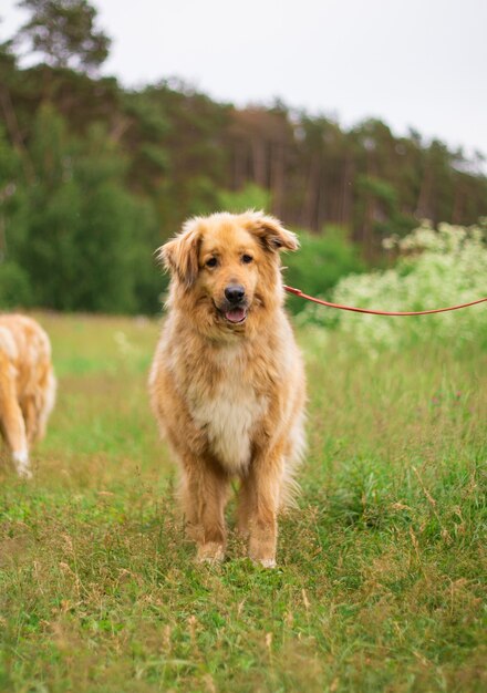 Beau chien drôle heureux joue et s'amuse à l'extérieur