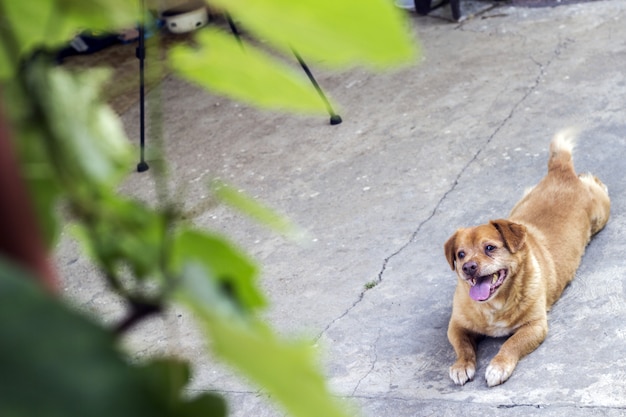 Photo le beau chien est prêt à jouer.