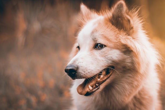 Beau chien en fond de nature. Portrait de husky sibérien.