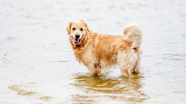 Beau chien golden retriever jouant sur la plage et regardant la caméra