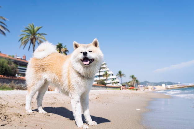 Beau chien heureux â€‹â€‹akita inu le jour ensoleillé de la plage, avec des palmiers avec amour pour voyager